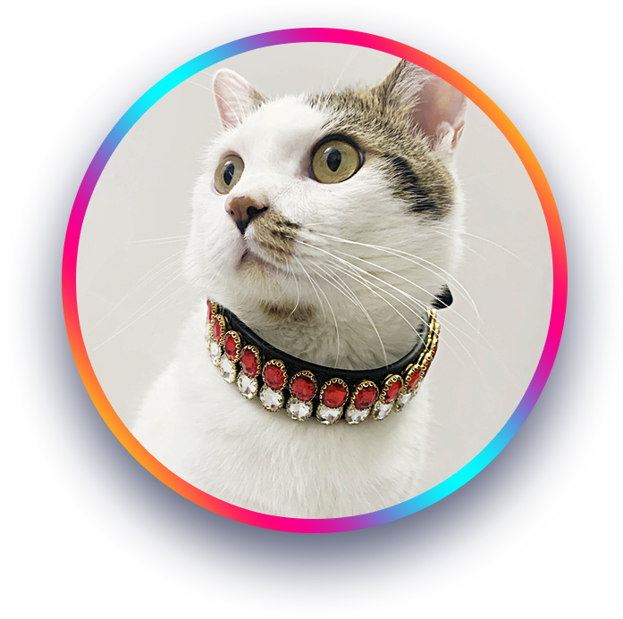 Bark & Purr Playtime Collection