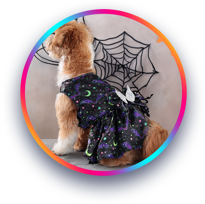 Bark & Purr Dressed to Impress