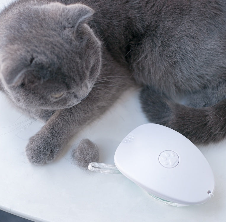 brush brush cat hair white pet